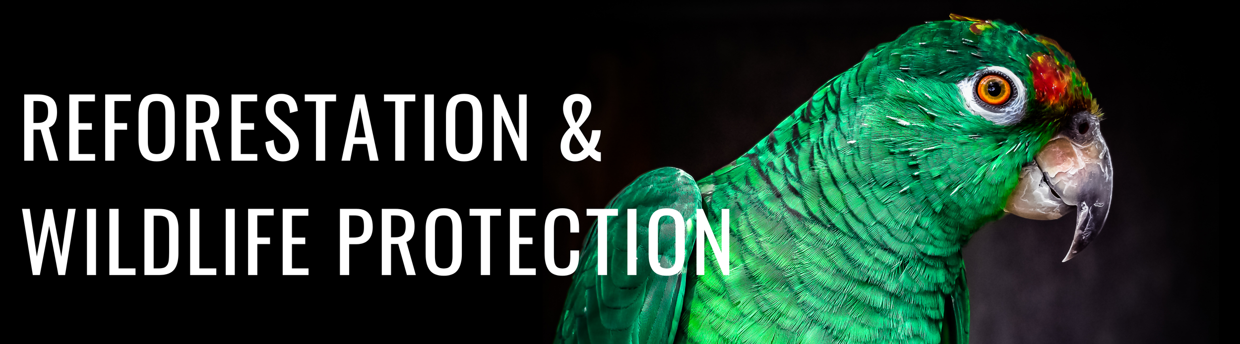 wildlife protection and reforestation parrot