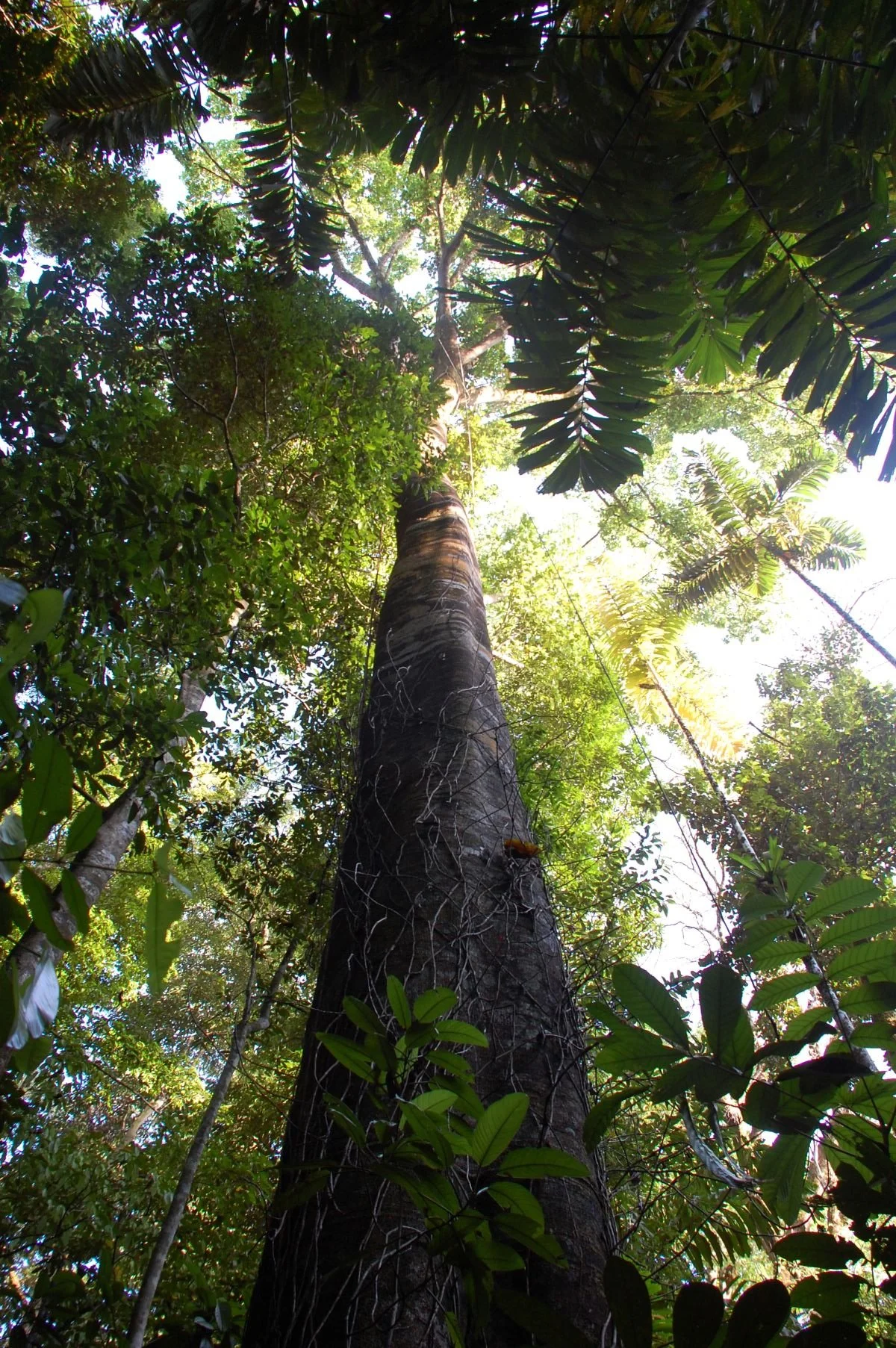 Upward view of a tall tree surrounded by a dense tropical forest canopy.