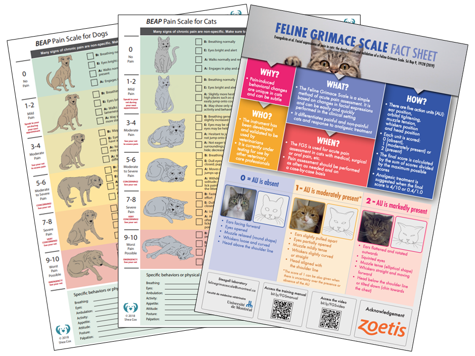 pain scale for cats and dogs