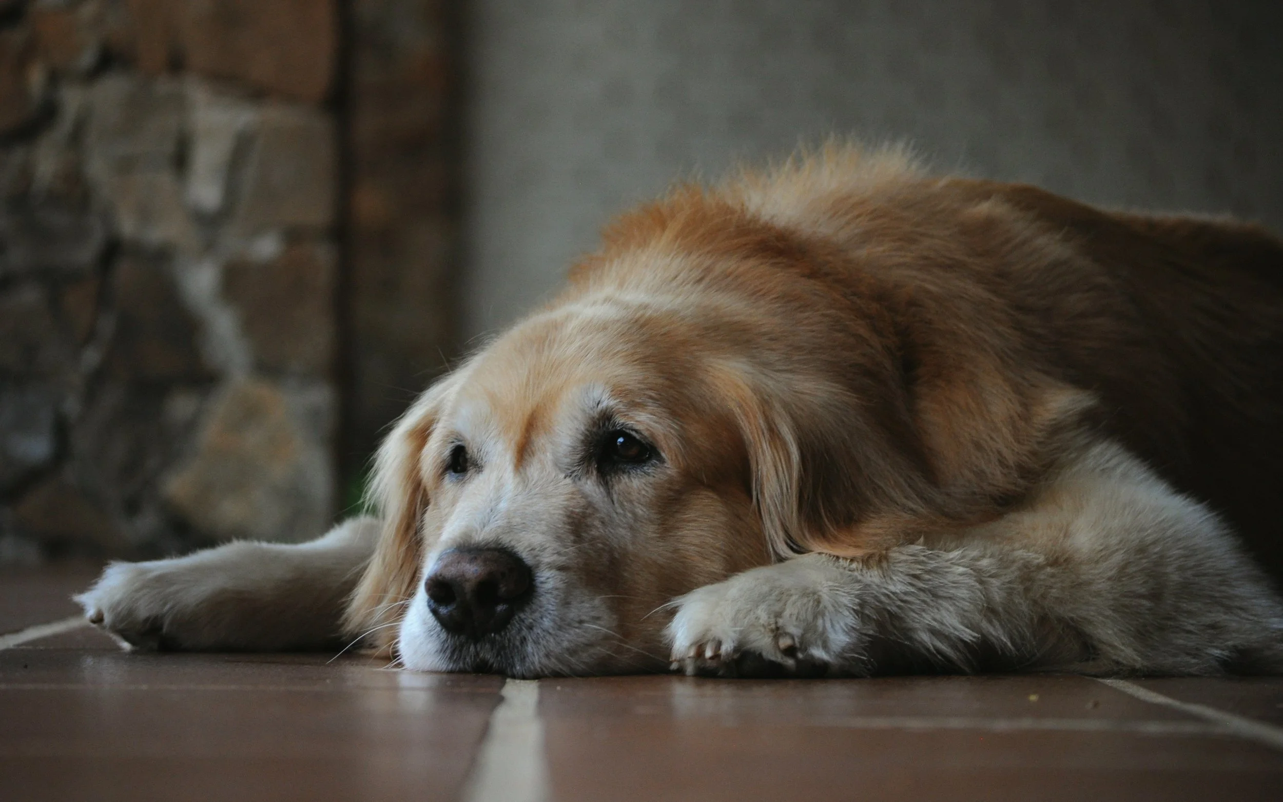 Senior dog laying down