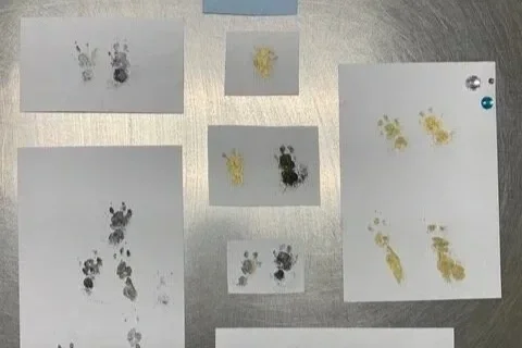 Black and golden ink paw prints from a guinea pig
