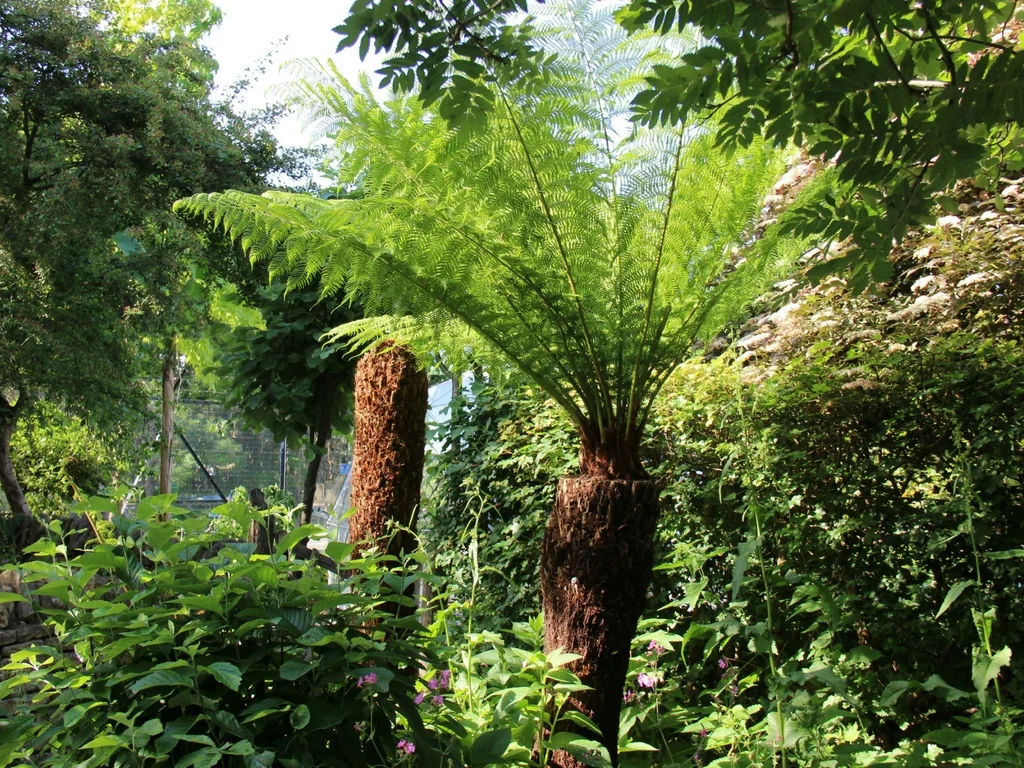 Fern in wildlife area - May 17.jpg
