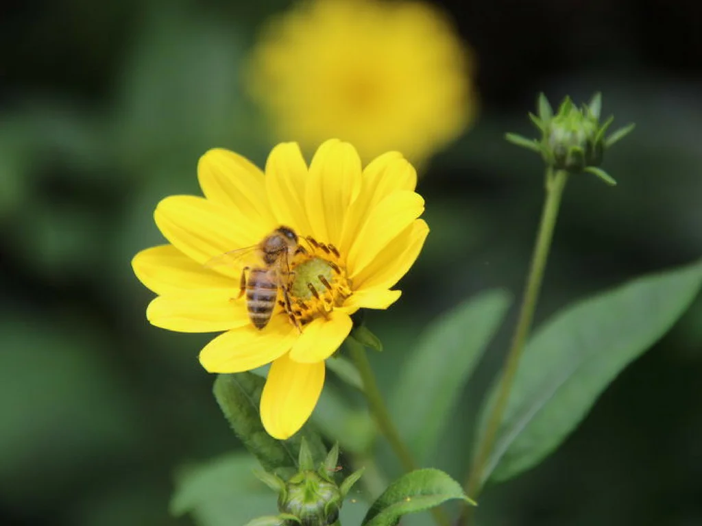 Beekeeping - Thumb.jpg
