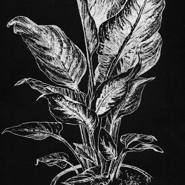 Plant.jpg