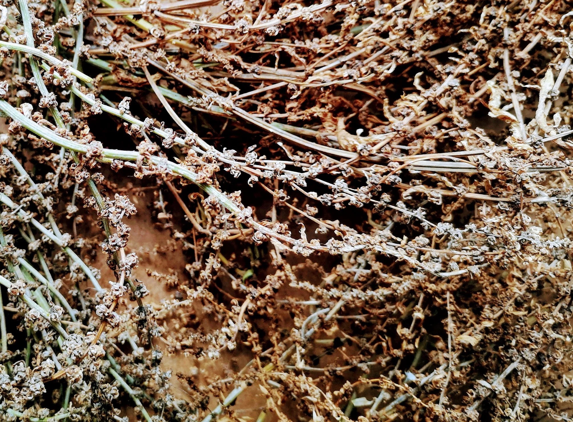 Image: Beet Spinach Seed drying in Walworth, London. Credit: R. Galpin / LFSB 2019