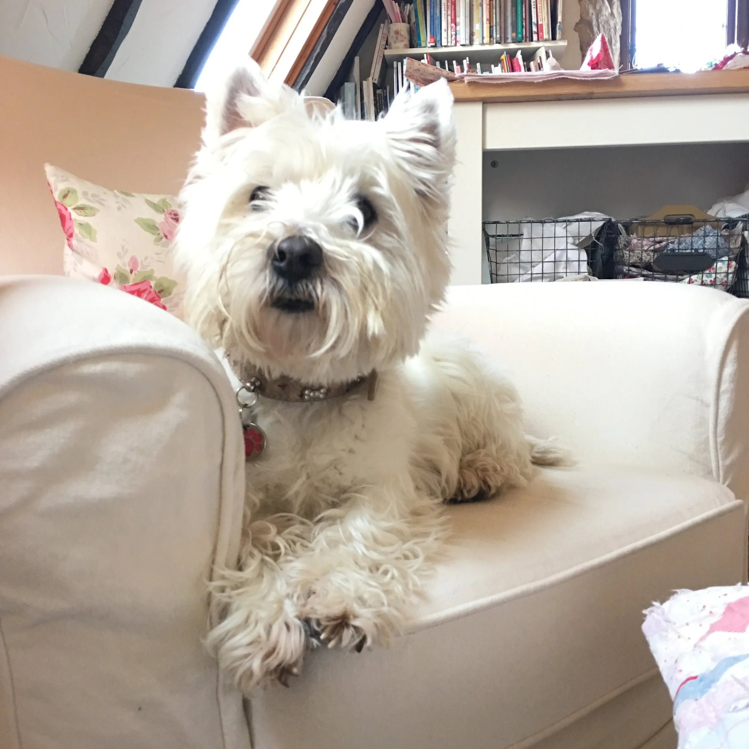 Furry supervisor.