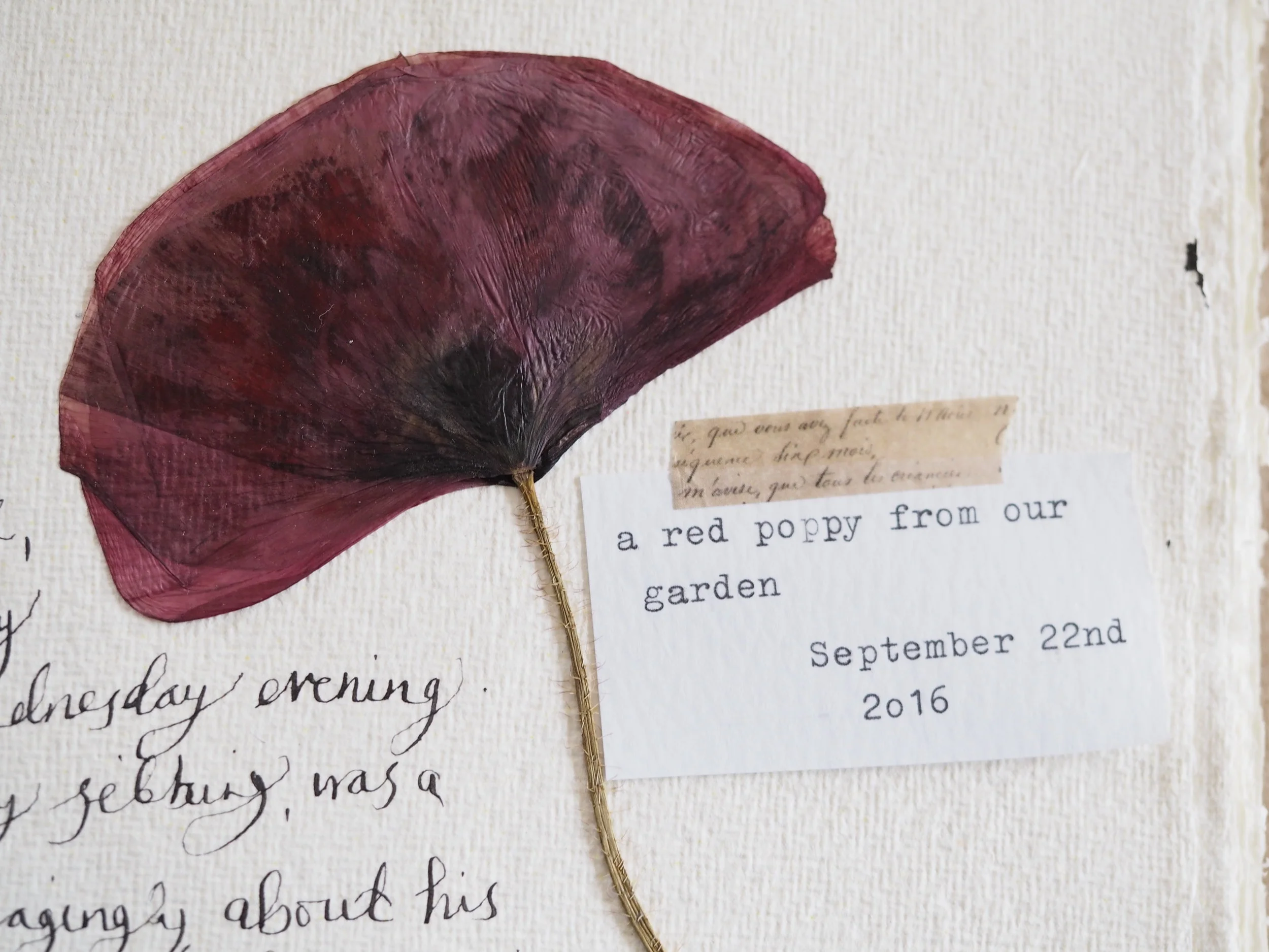 My botanical journal; this page with a poppy in remembrance of my Great Uncle who had died just a few days before.