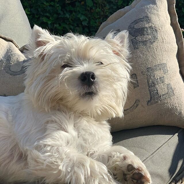 Sweet company in the garden tonight, catching the last of the sun's rays. Anyone else spend as much time as possible outside in the Summer? I will be out here until it's dark now - I love it! #westiesarebesties #westiesofinstagram #lovedogs