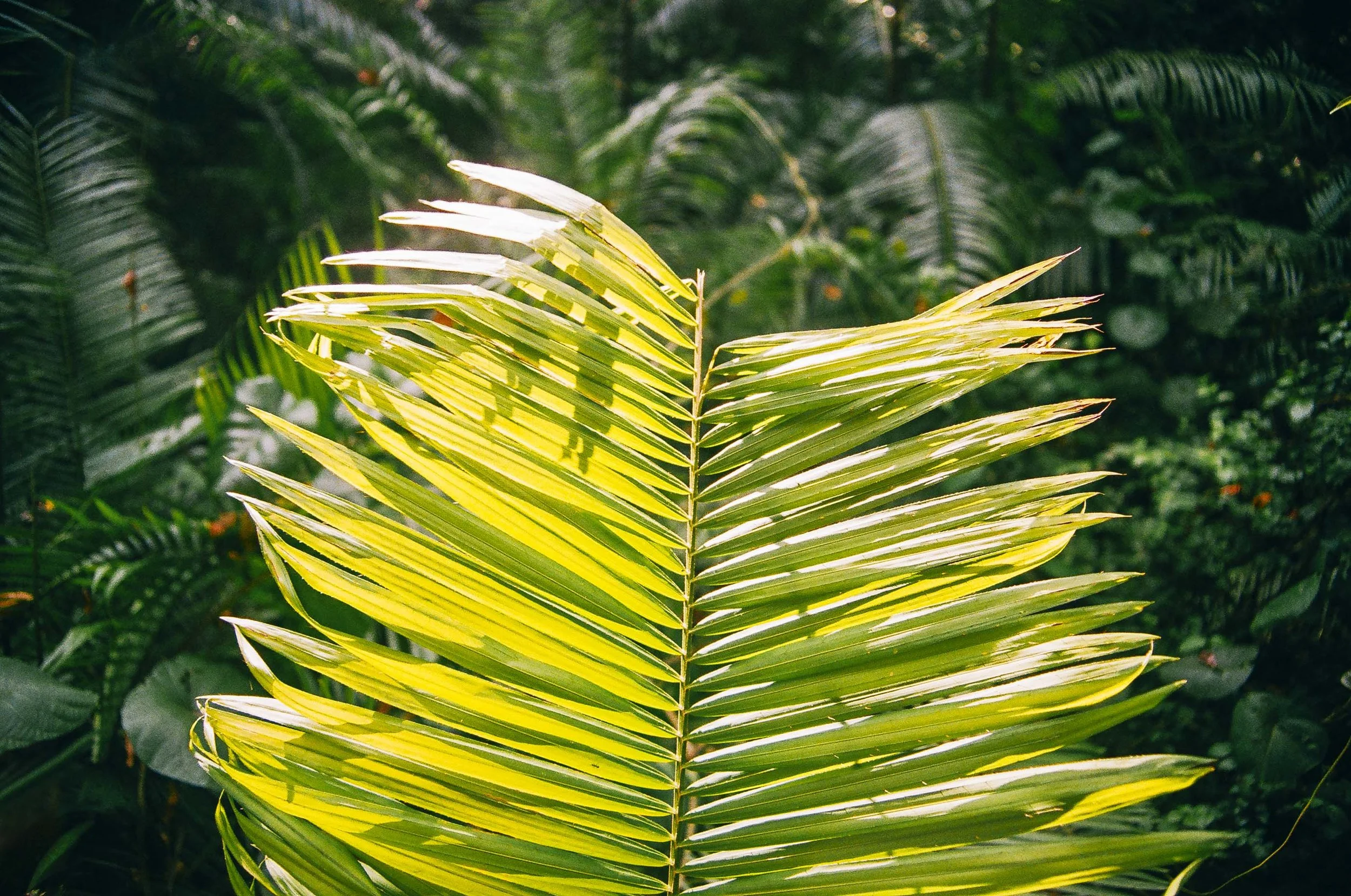 annadosenes-traveldiary-bali3.jpg