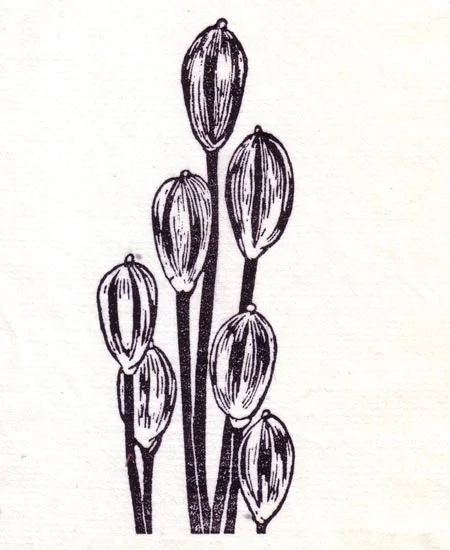 "May 12" linocut; 4 x 5" image size, 8 x 9" paper size; printed on HP55 handmade laid rice paper; edition of 8; 2012; unframed