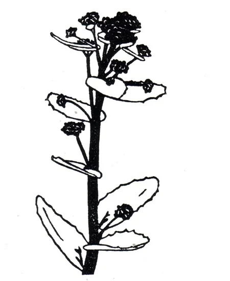 "May 26" linocut; 4 x 5" image size, 8 x 9" paper size; printed on HP55 handmade laid rice paper; edition of 8; 2012; unframed