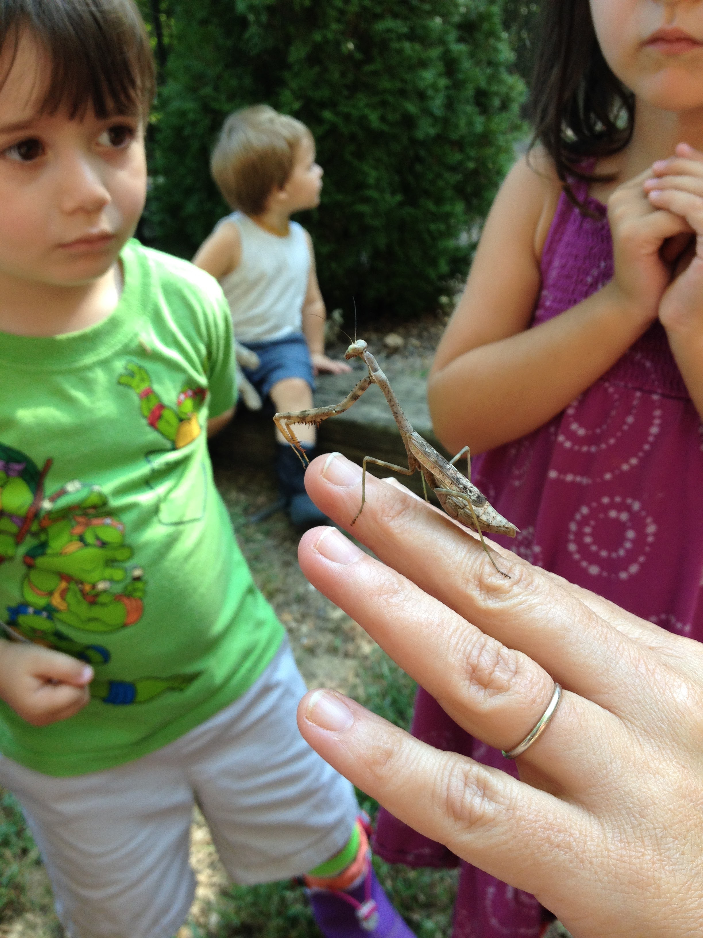 Nature is a powerful tool for learning lessons of both bravery and empathy. Upon discovering a pregnant mantis during the summer, some students were wary at first. After spending some time watching it, many were excited to hold it, but were also extremely careful knowing that their behavior could potentially impact an entire generation of baby mantises. When they had had their fun, the students were all in agreement that she had to be let go back into the woods to find her unborn children a home.