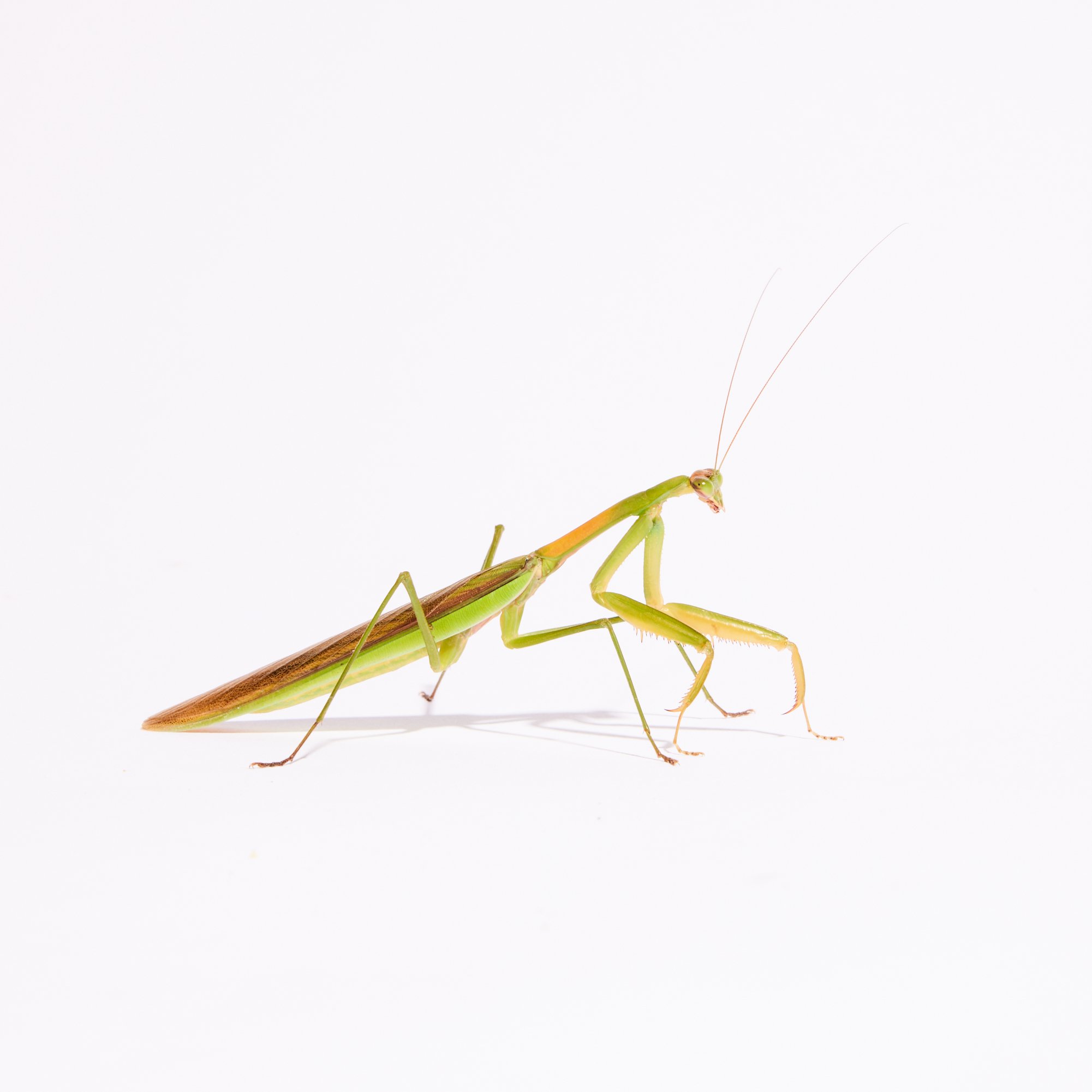 09-13-Praying-Mntis-__002.jpg