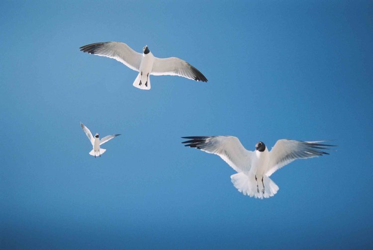 Flyin' By to Say Hi