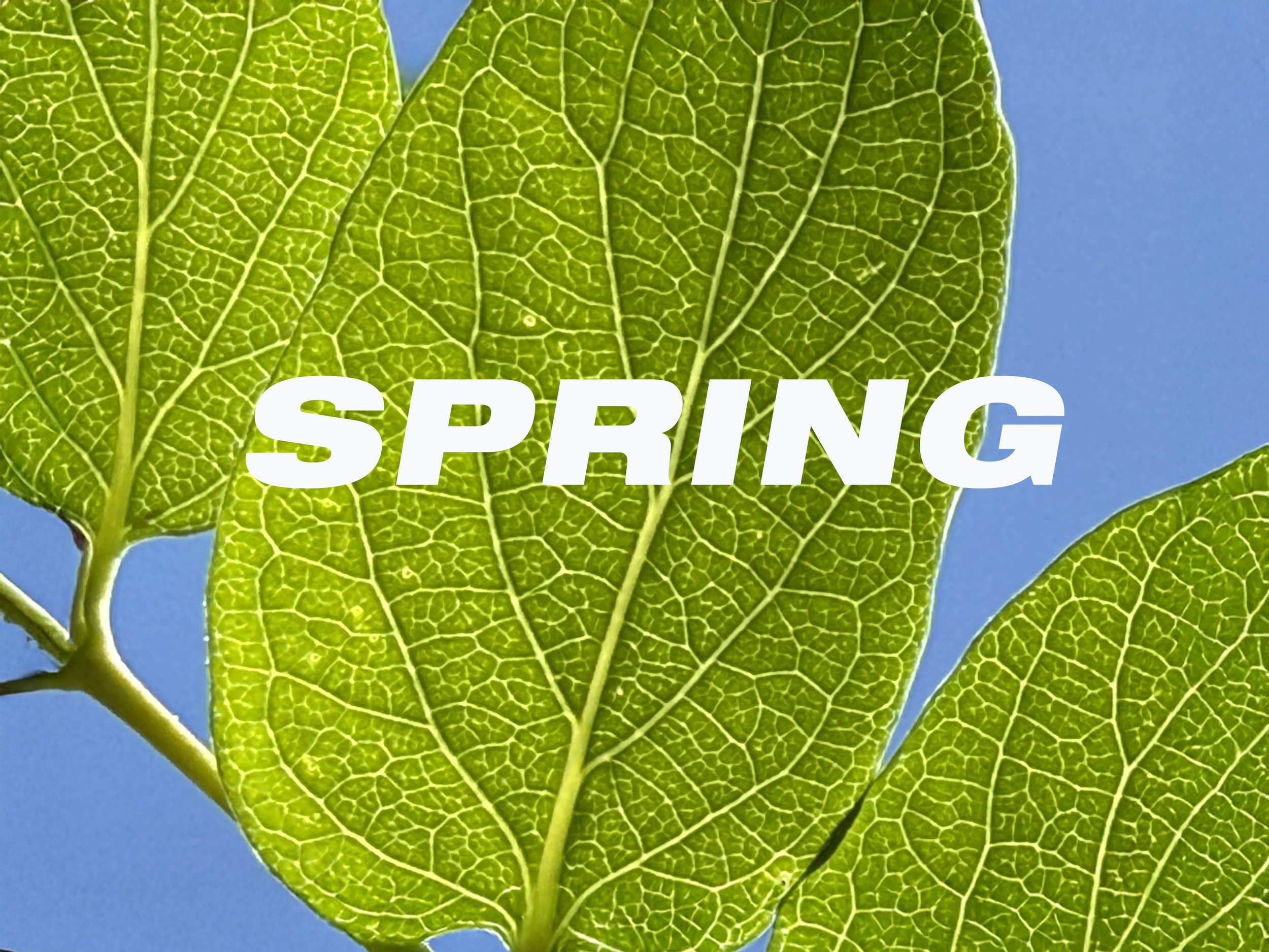 Spring (Talk to Strangers)