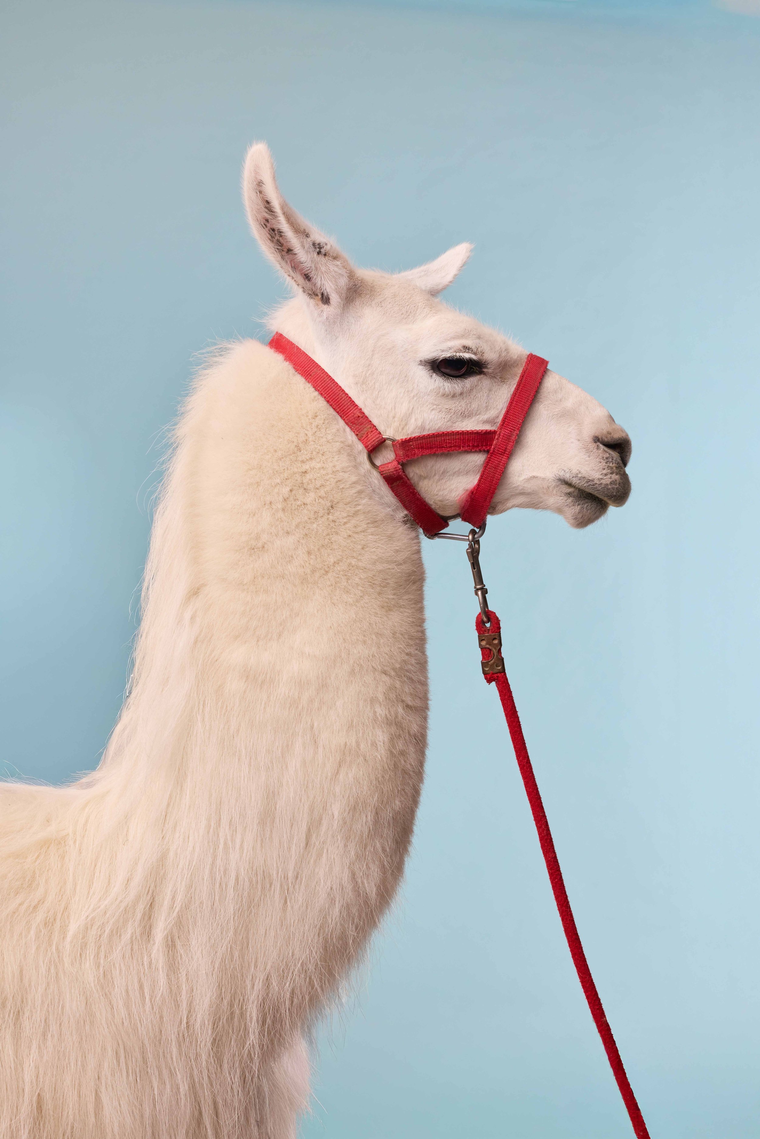 2025 Cotopaxi-Holiday-Shoot-23227 copy 2.jpg