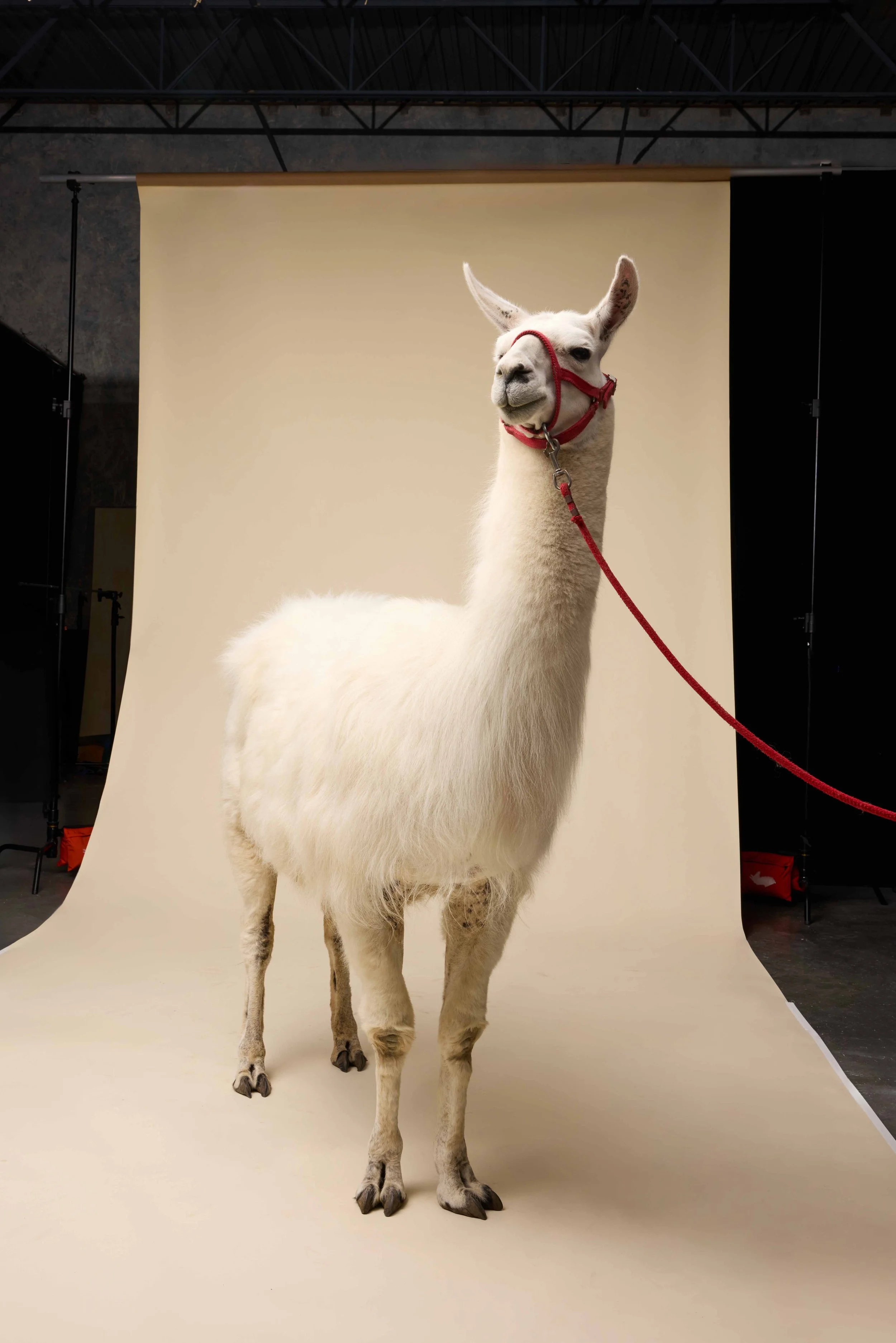 2025 Cotopaxi-Holiday-Shoot-22632 copy2.jpg