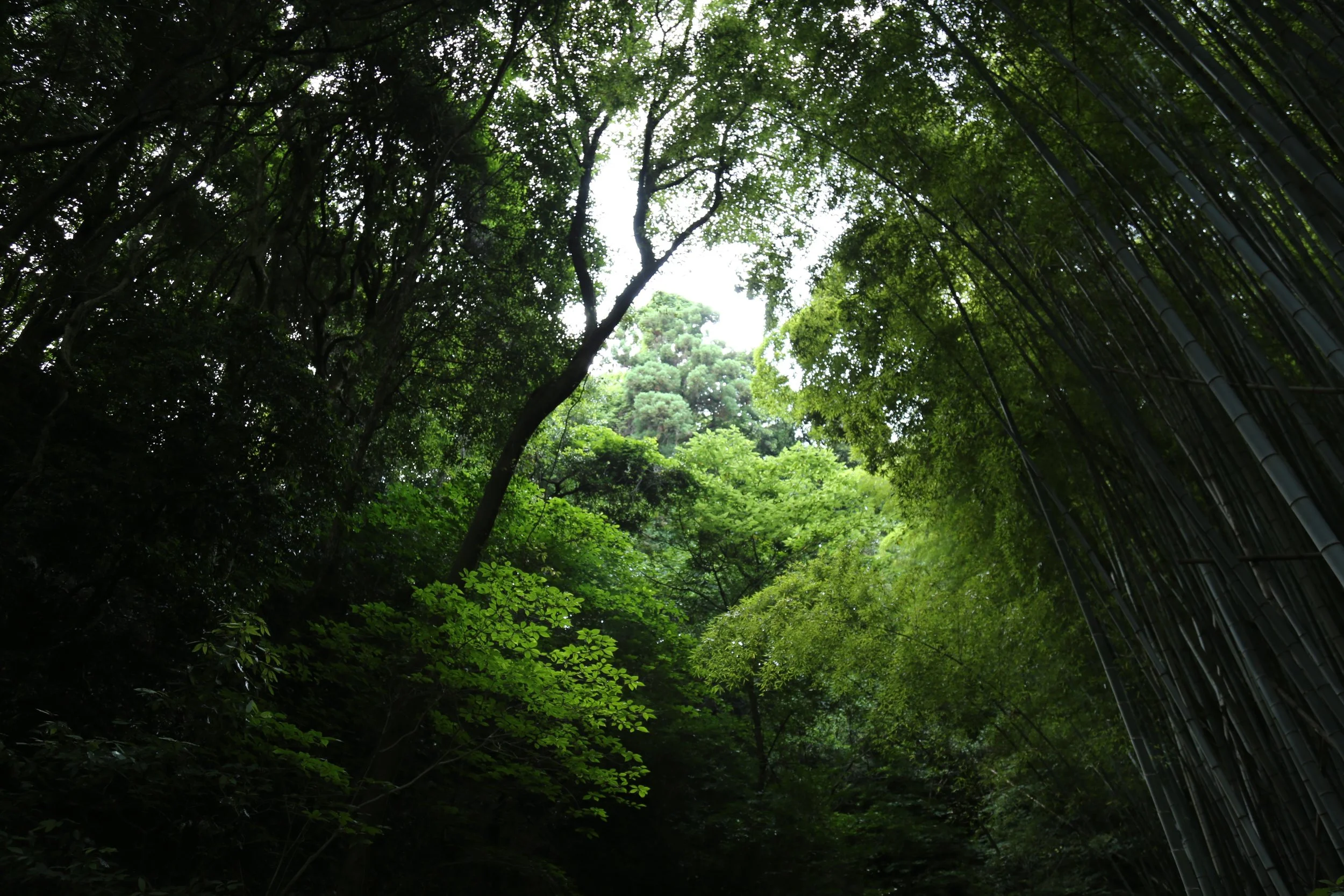 Bamboo forest on Suo Oshima , Seto Nai Kai - South Japan