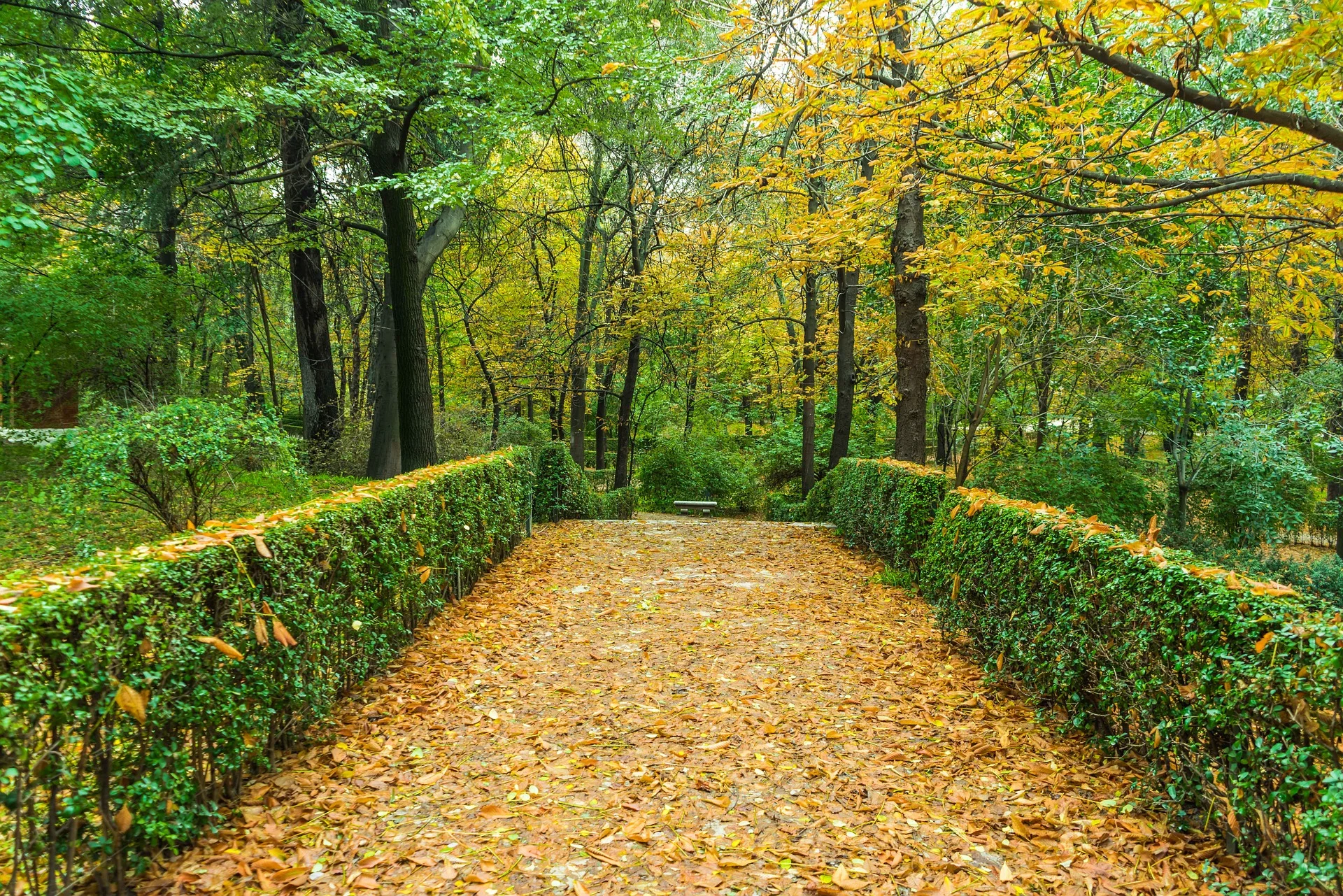autumn-1019284_1920.jpg