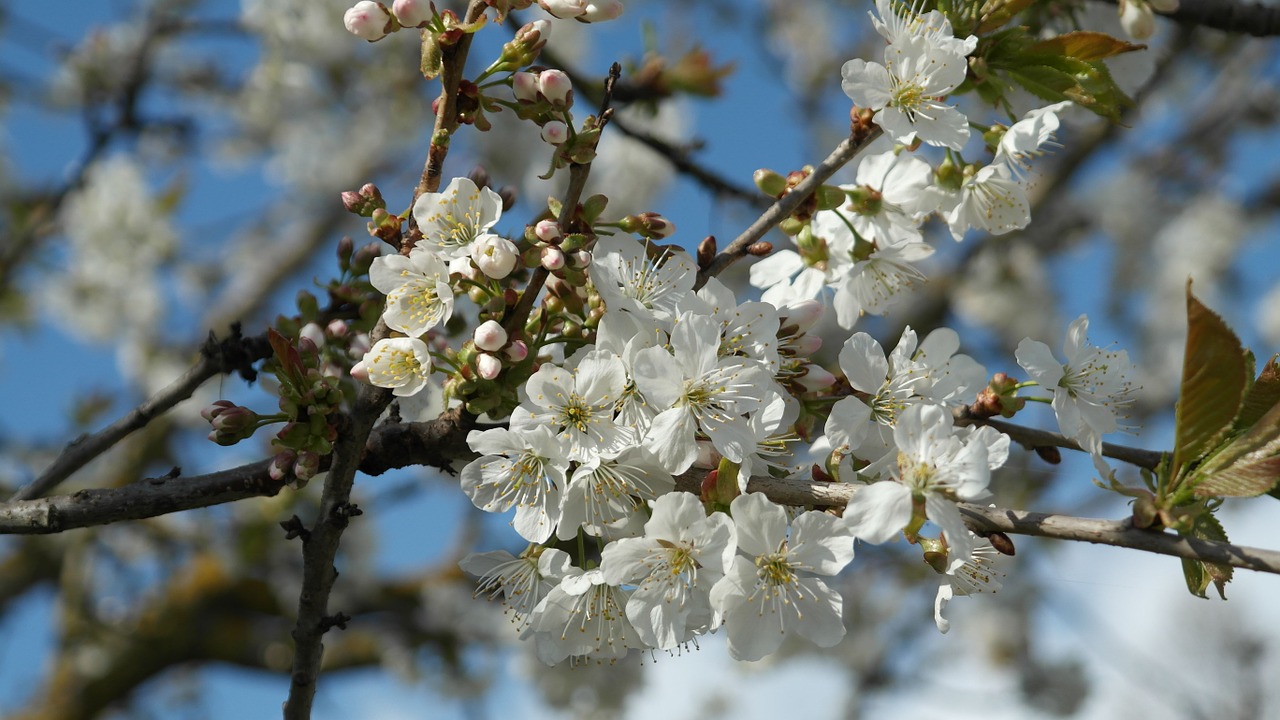   In Bloom   Over pruning can mean your trees don't blossom. Leave it to the experts (that's us!) 