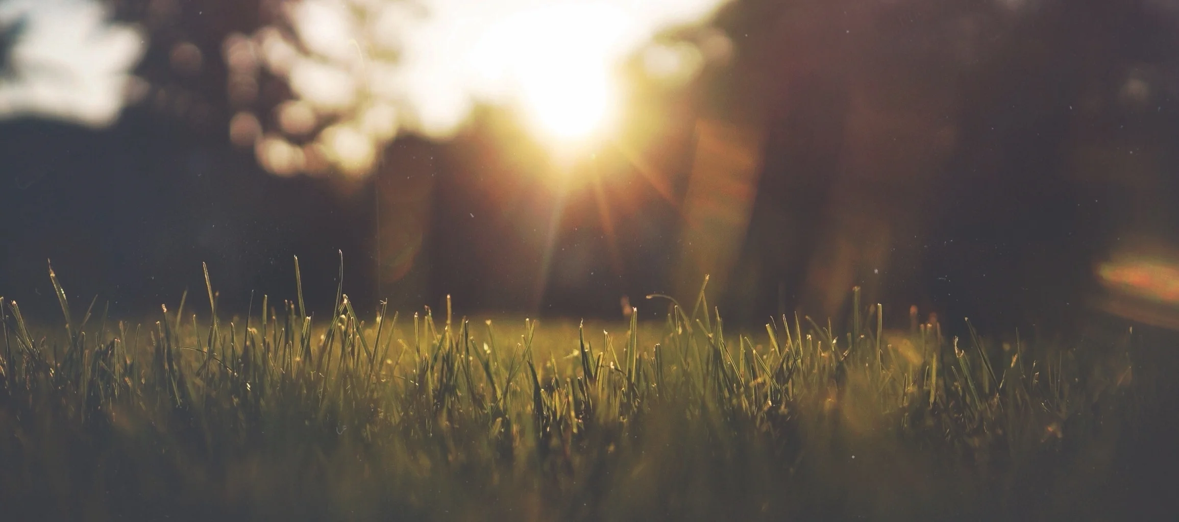 The Grass Is Greener Switch your lawn maintenance contract to us and we're certain you'll see the difference.