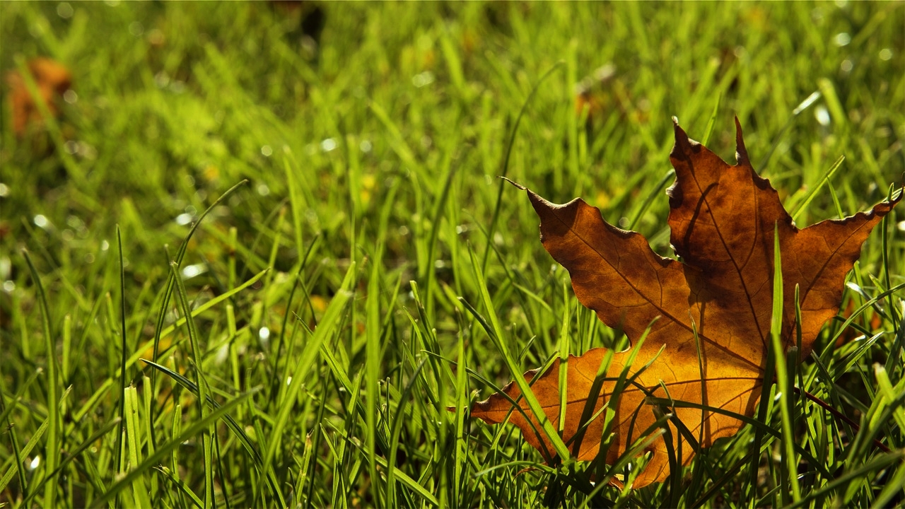   Other services   We offer the full range of garden services from paving, weeding, power washing, fencing and everything in between.&nbsp; 