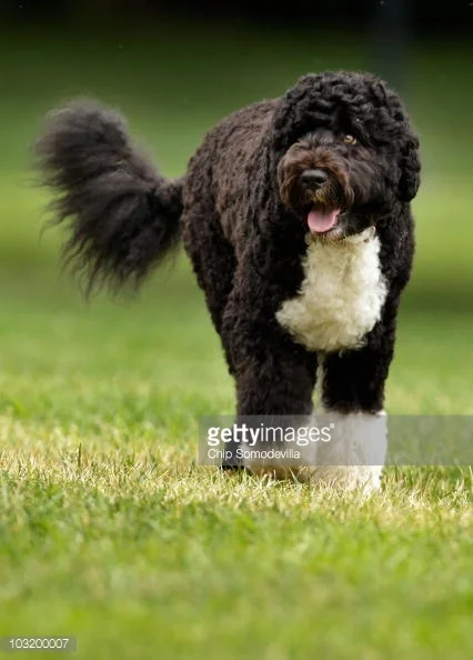 Photo by Chip Somodevilla/Getty Images News / Getty Images