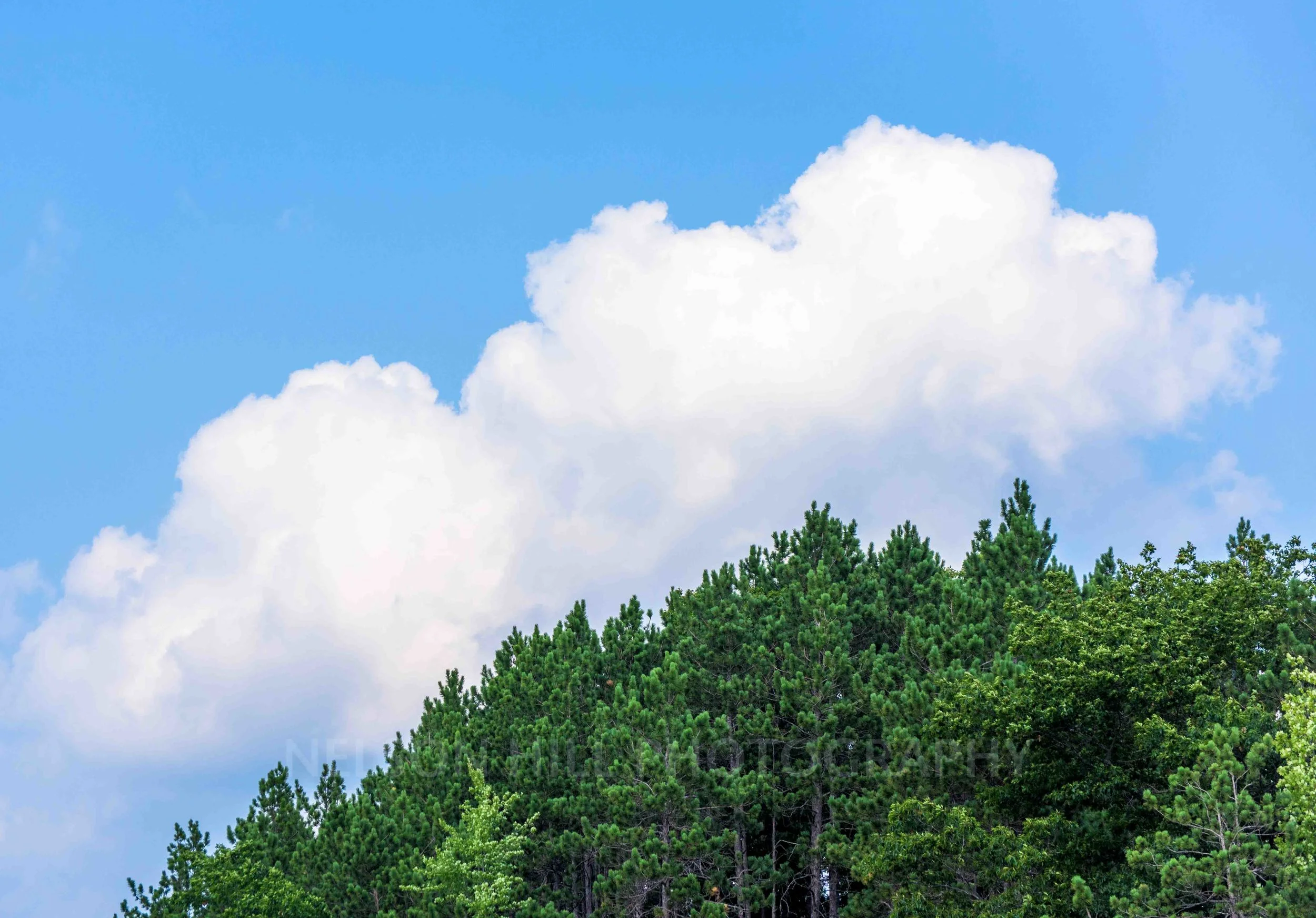 pine tops.jpg