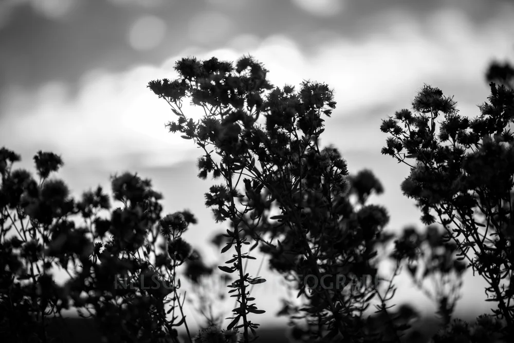 weeds b&w.jpg