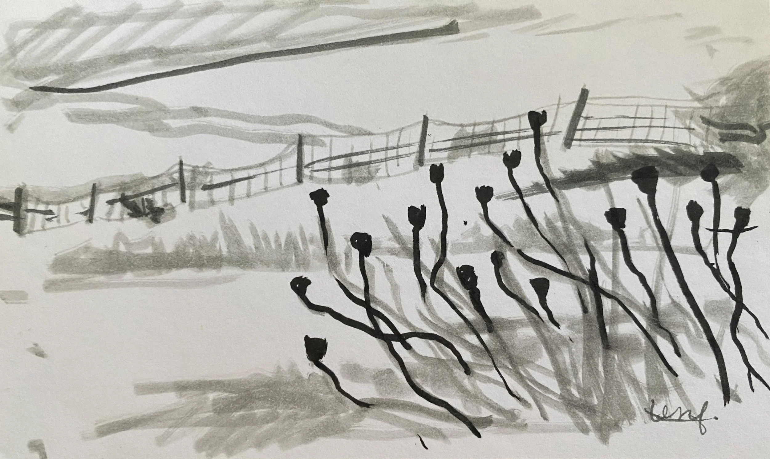 Poppies - Marker on Notecard