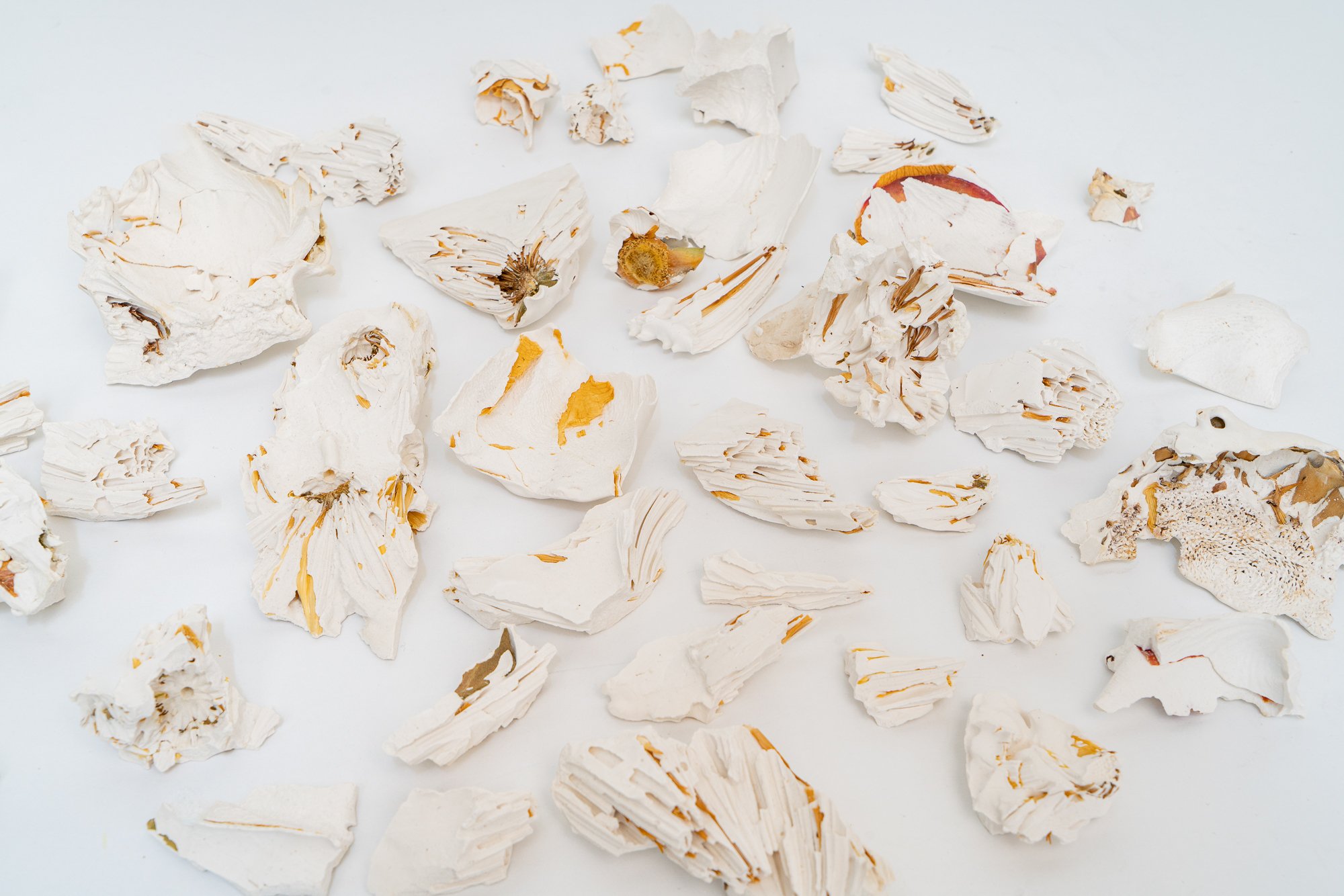 Flower Remnants