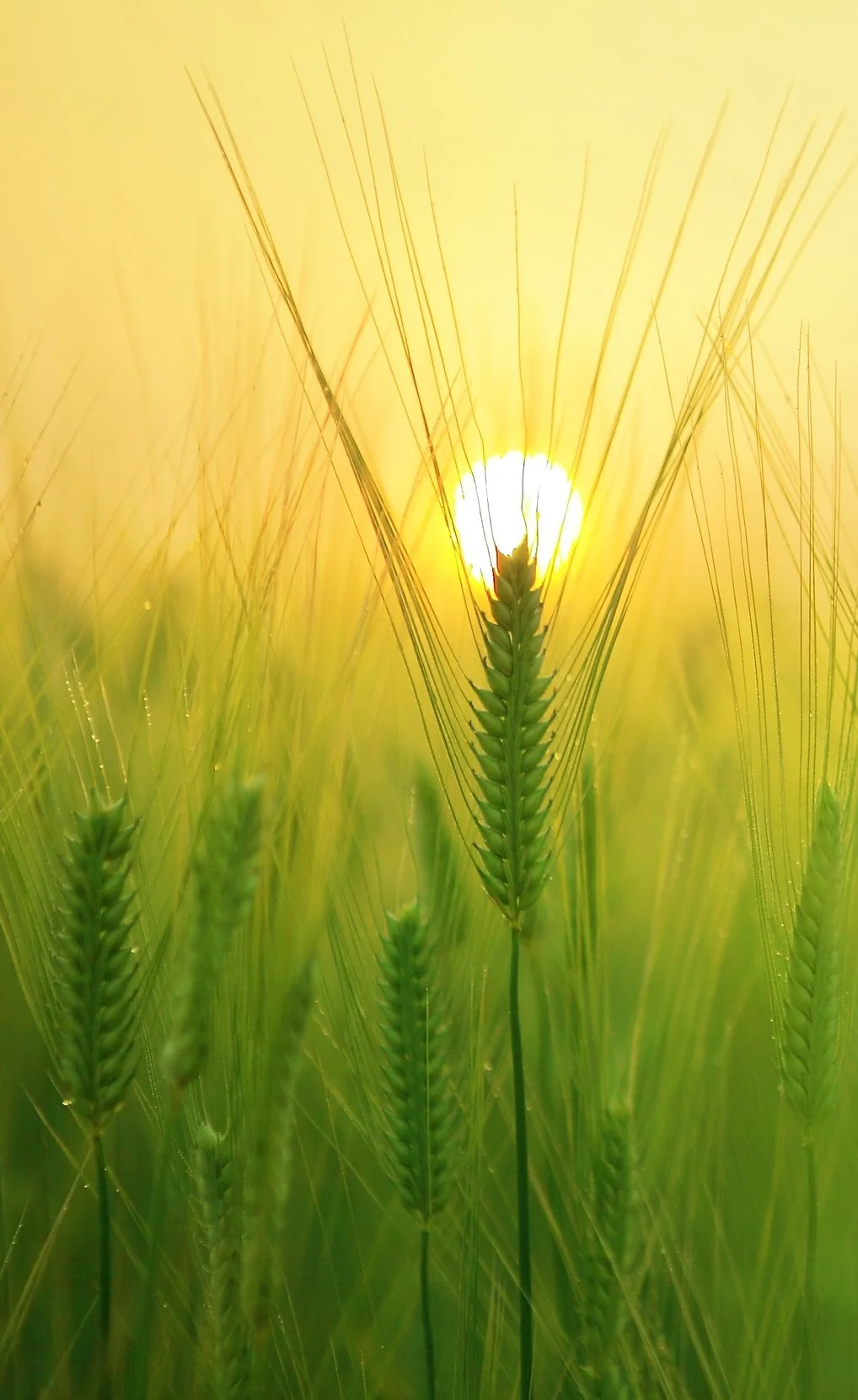 barley-field-1684052.jpg