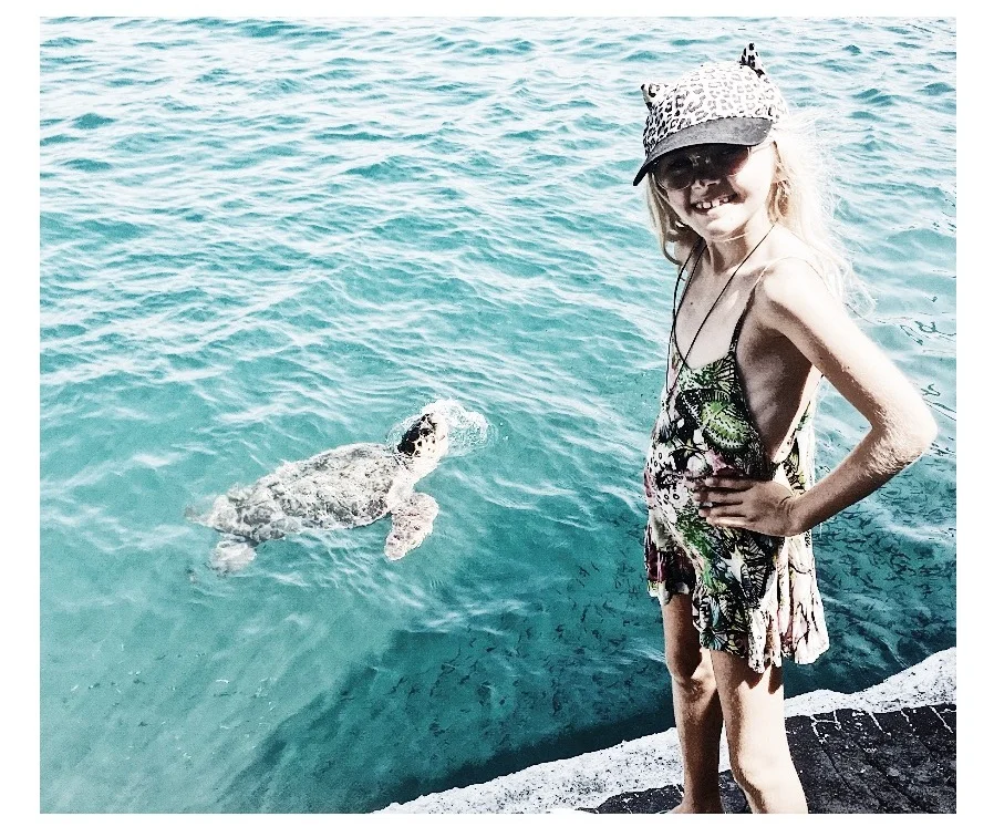 Turtles in Kastellorizo - who often swim through rubbish and microplastics with no effort made by locals or the municipality to clean the area.