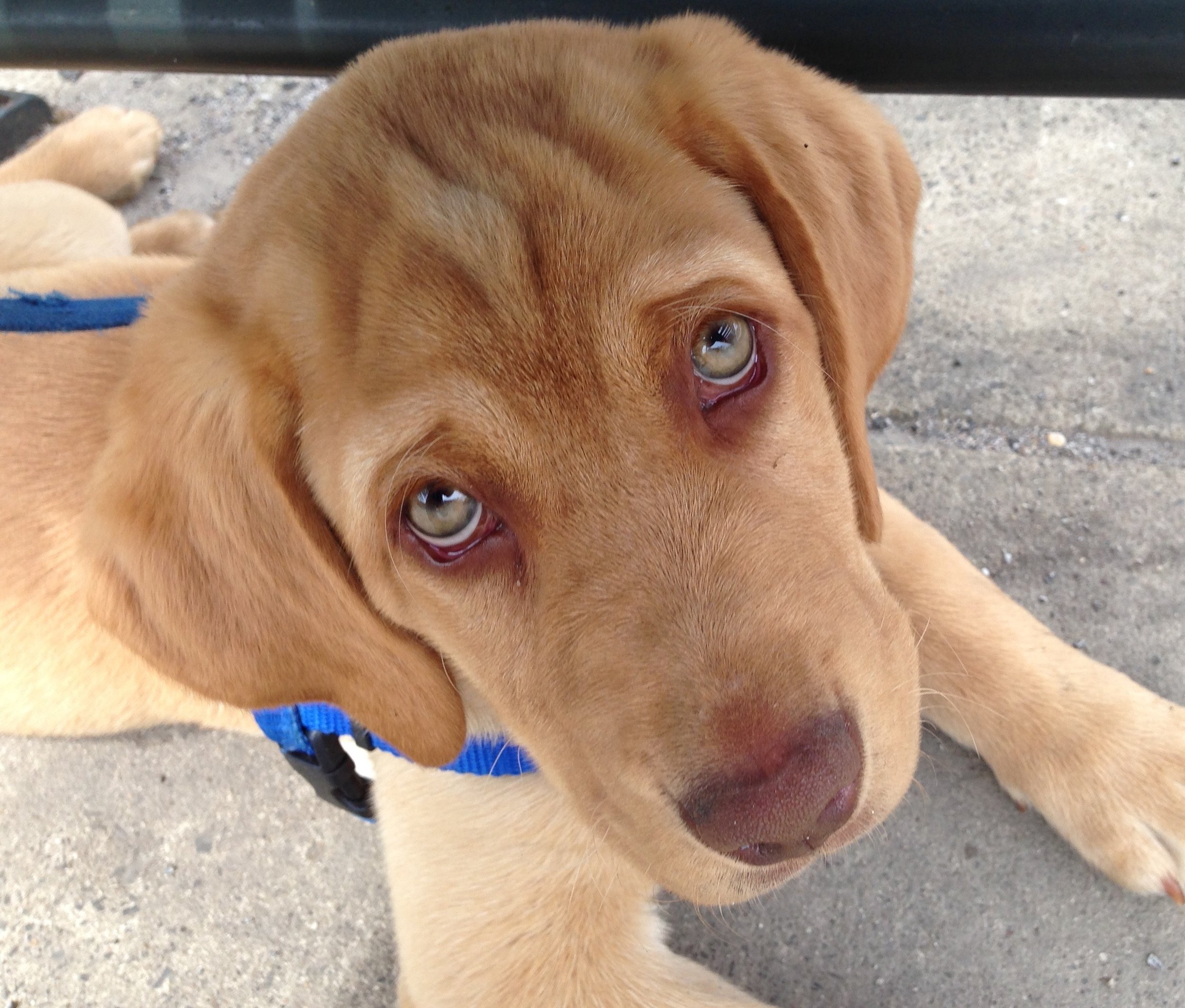 service dog in training