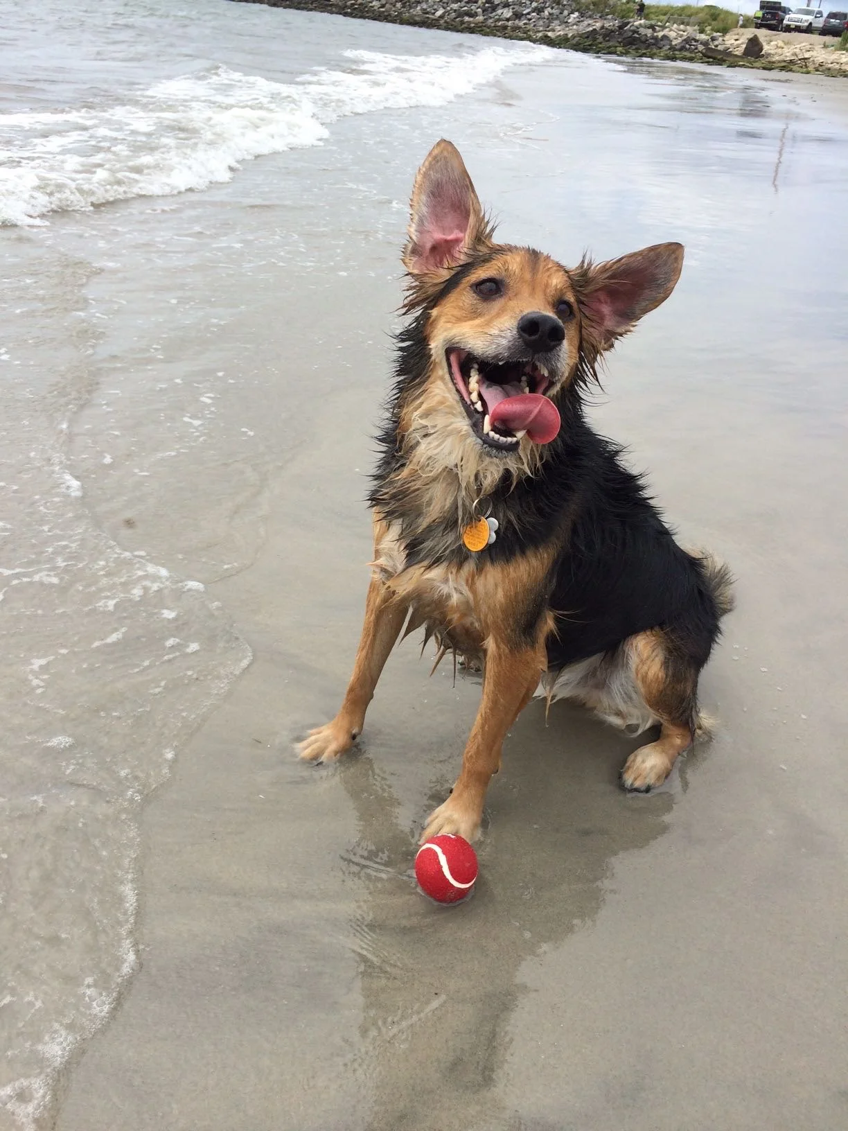 Hendrix at beach.jpg