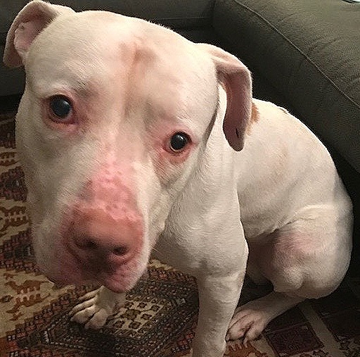 new rescue, adopted dog (Copy)