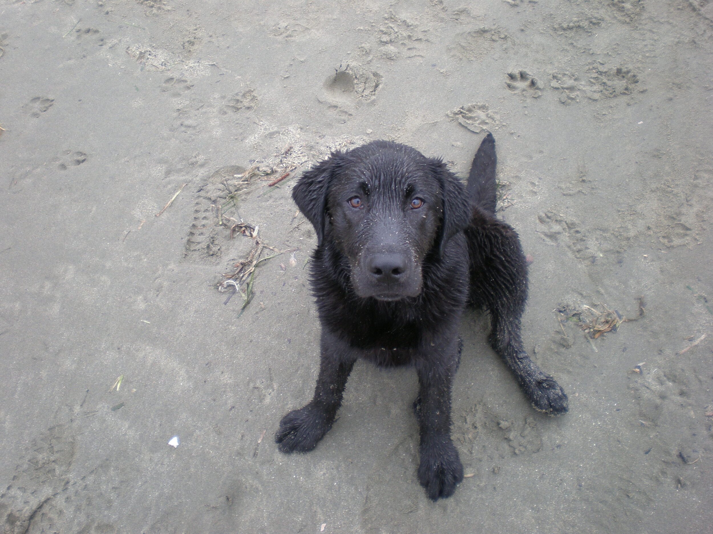 off leash control