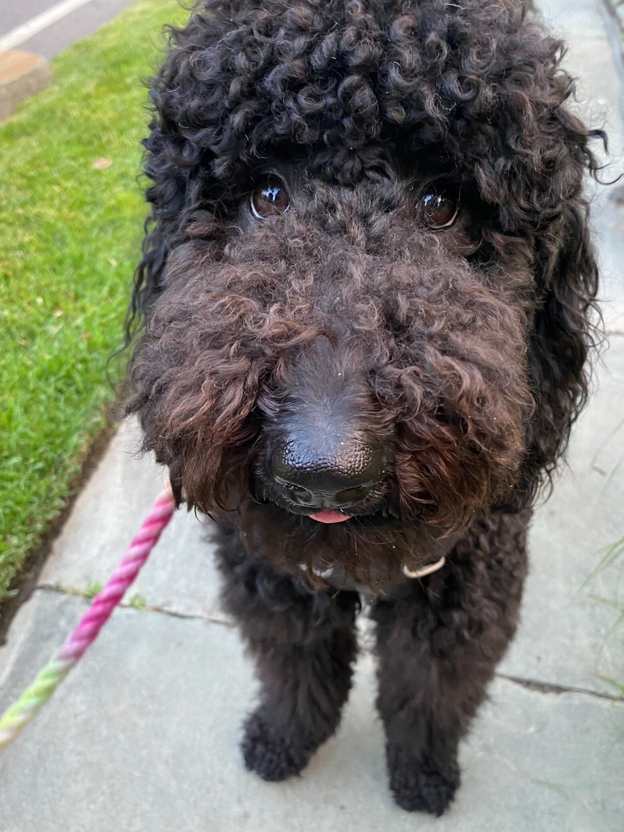 Perfect poodle pooch