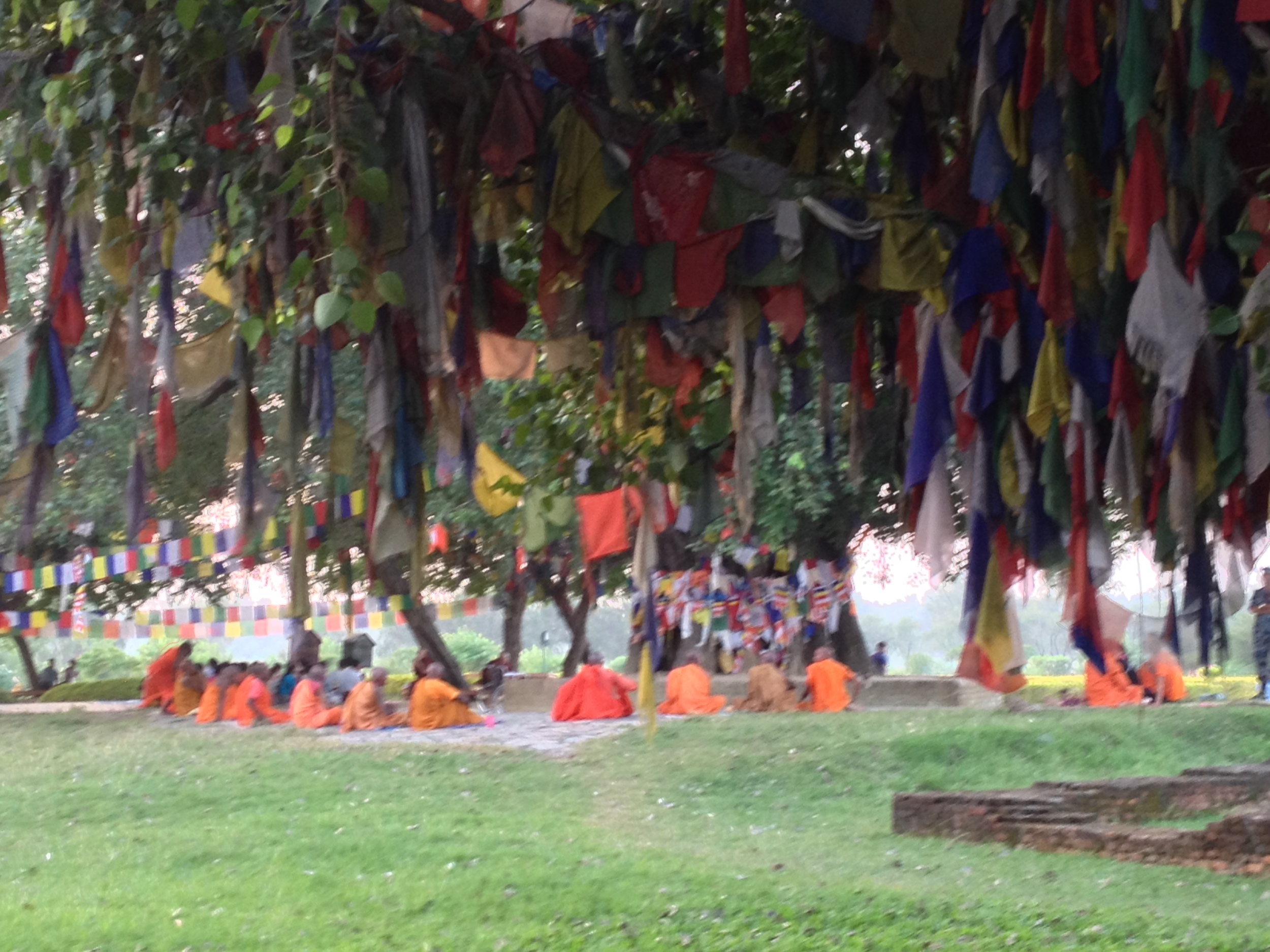 Bodhi tree with prayer flags Lumbini.JPG