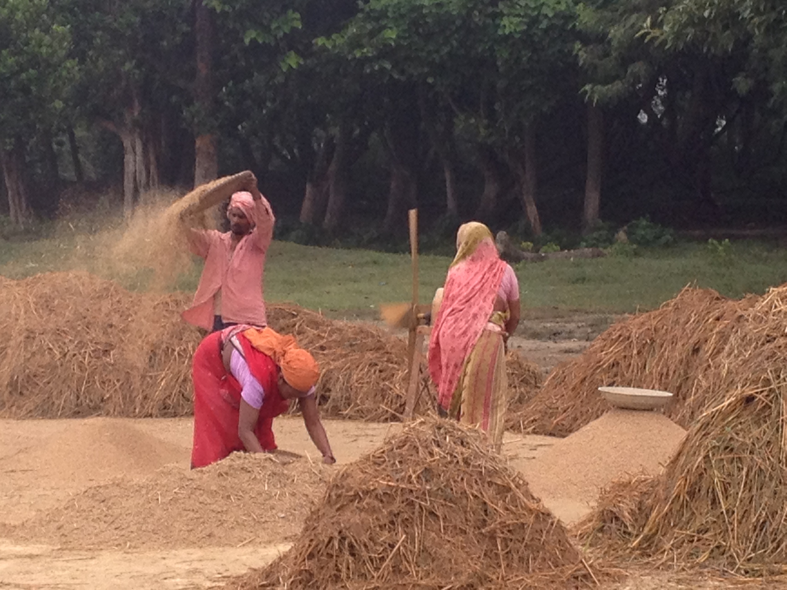 Separating Rice from Husks Lumbini.JPG
