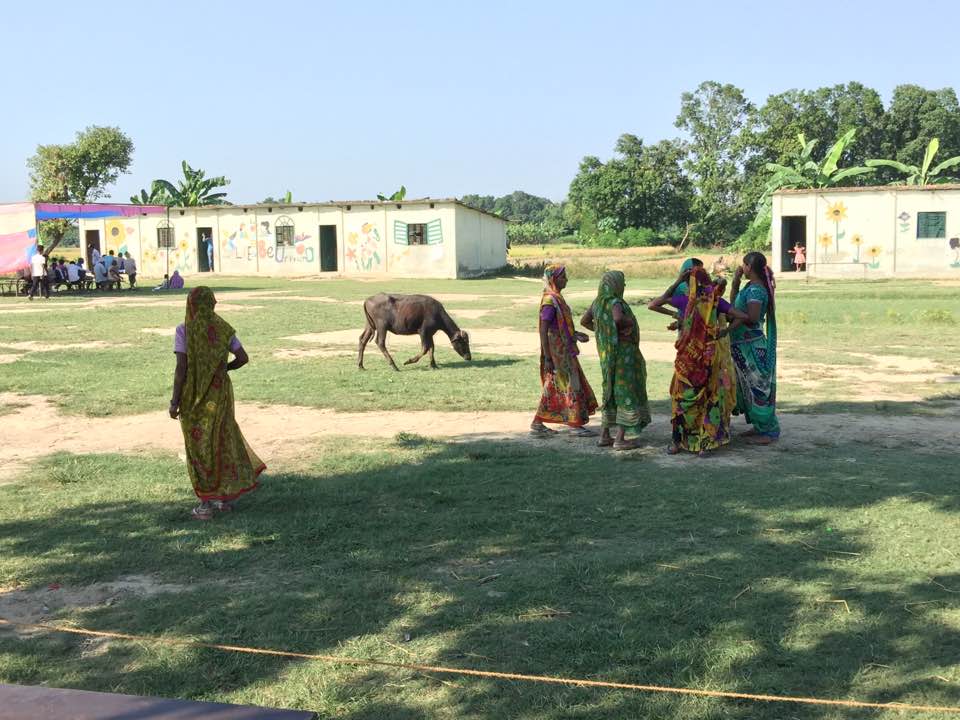 2016 Cows and Saris.jpg