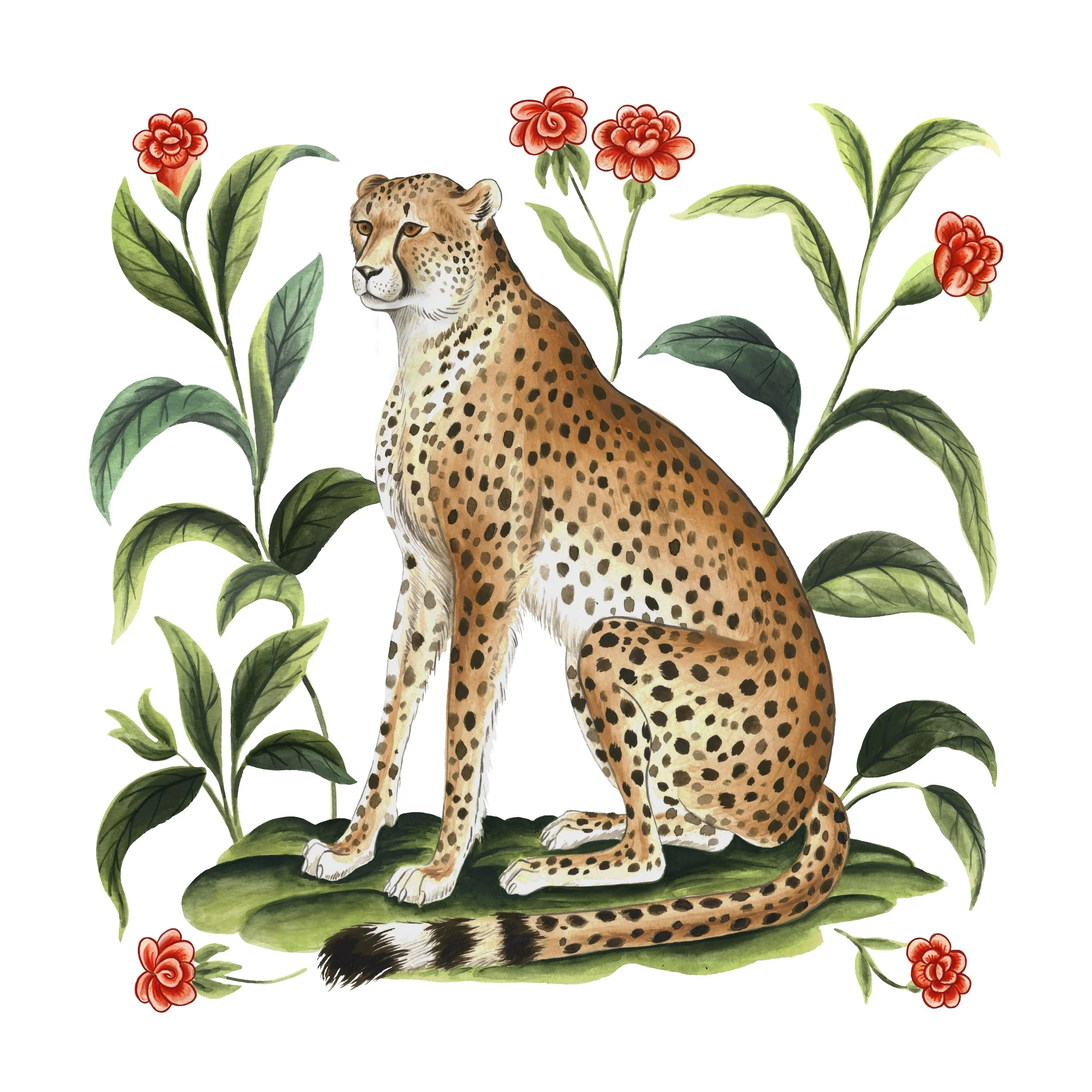 Cheetah.jpg
