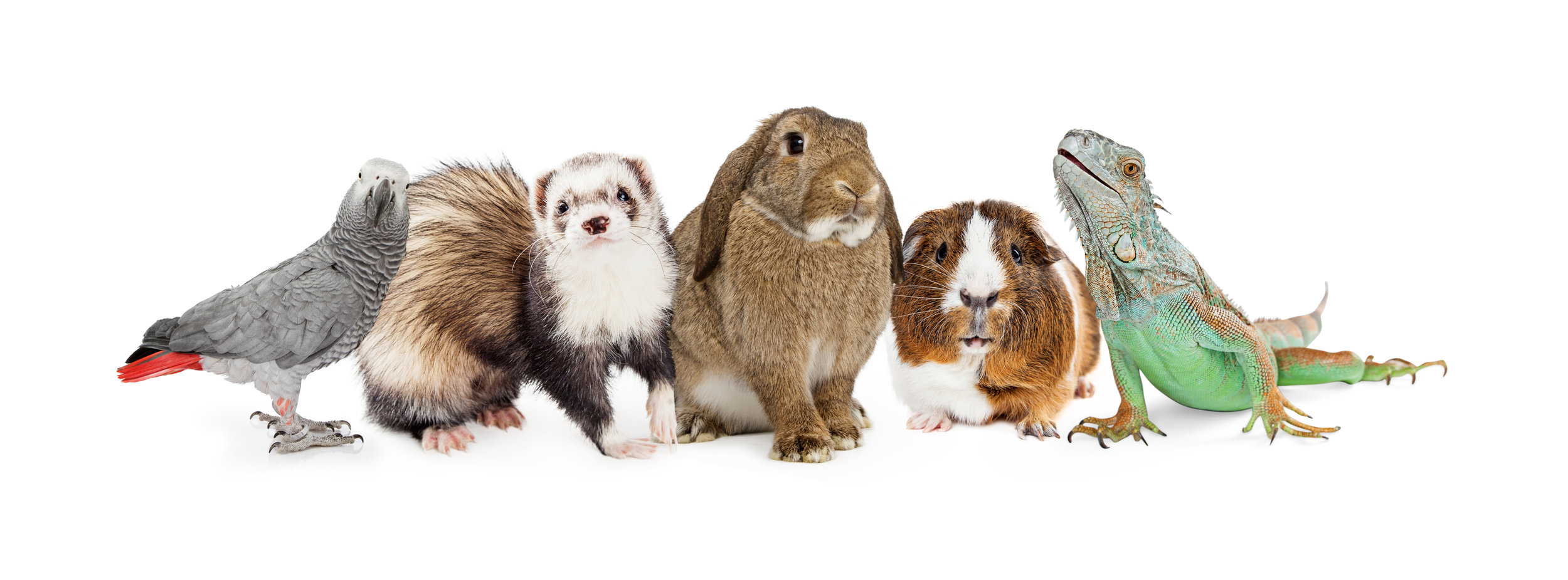 Exotic Animal Medicine — Bay Area Veterinary Housecall Associates Exotic Animal Medicine — Bay Area Veterinary Housecall Associates