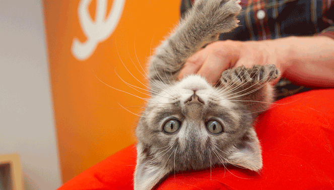 kitty .png