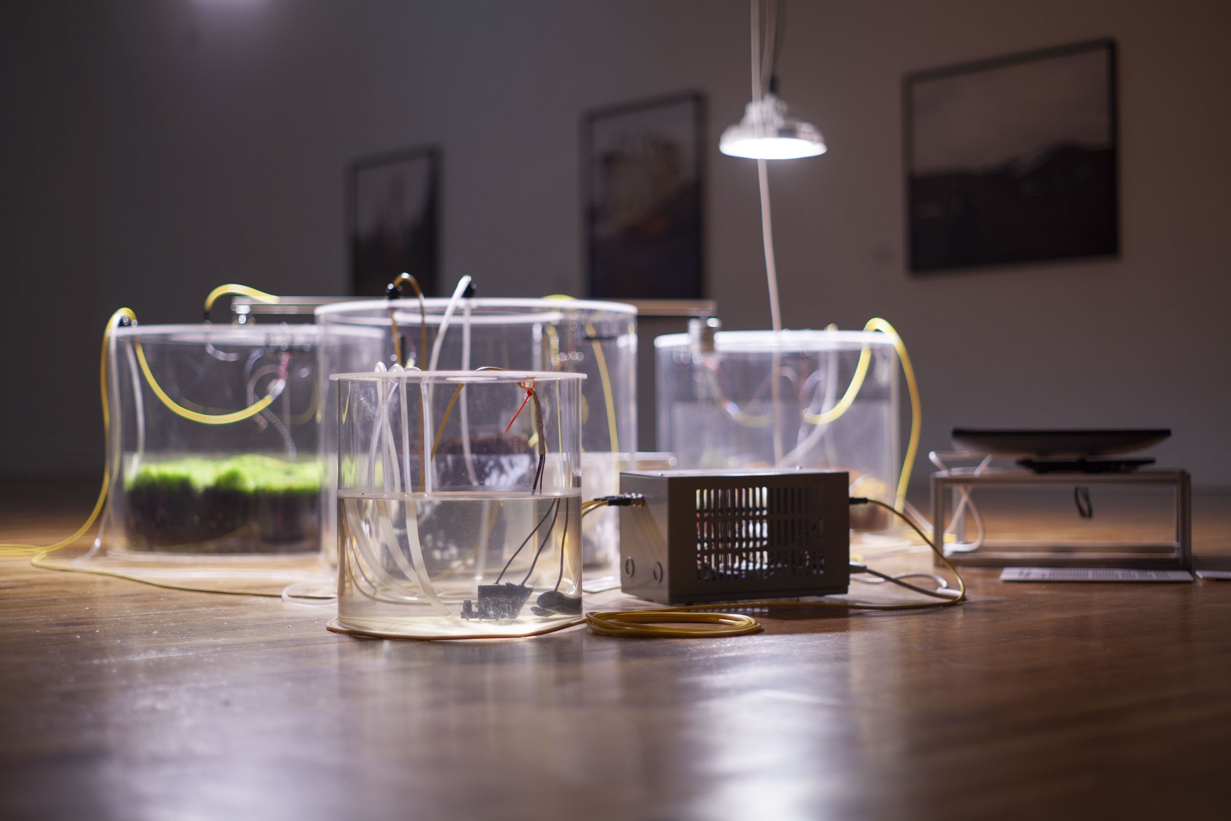 We Share the Same Air [1.1] 2024 Medium : Wild sphagnum, cultured sphagnum, aerobic peat, microbes, grow lights, CO2 sensor, moisture sensor, water pump, fans, motors, acrylic tanks, aluminium, rain w