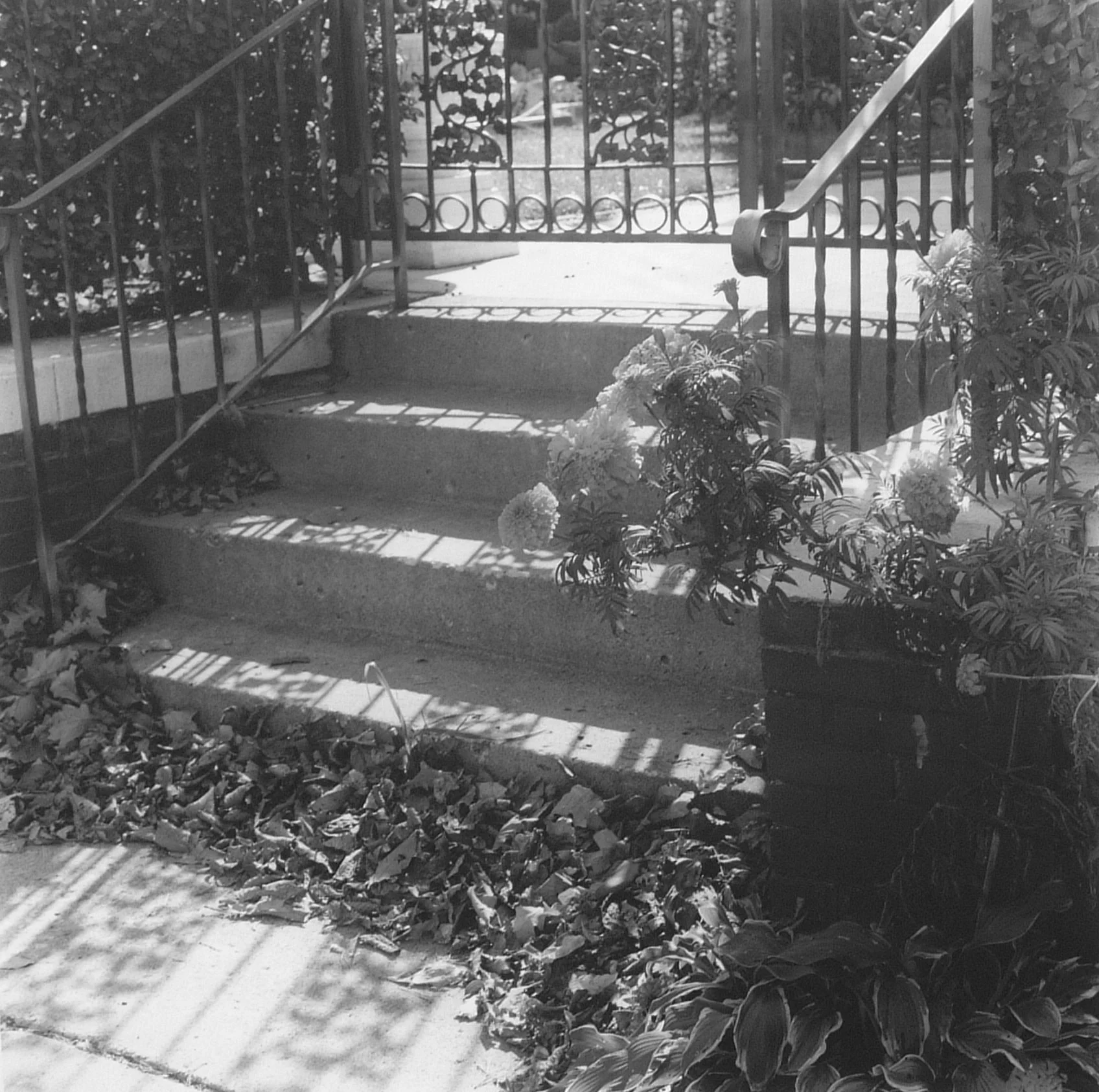 Front Steps | 1998