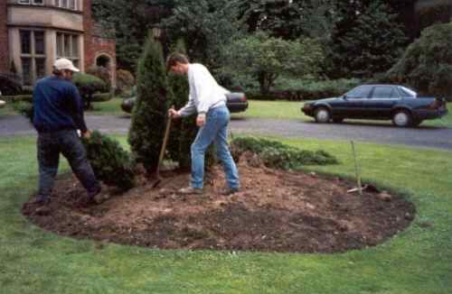  First, the existing trees and shrubs were removed from the center of the circular driveway. 