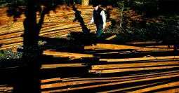 Dean J. Koepfler | The News Tribune From company town to planned community - former DuPont resident Gary Lucas of Lacey looks at narrow gauge railroad ties from the line that hauled explosives from the DuPont explosive plant to a wharf for shipping.