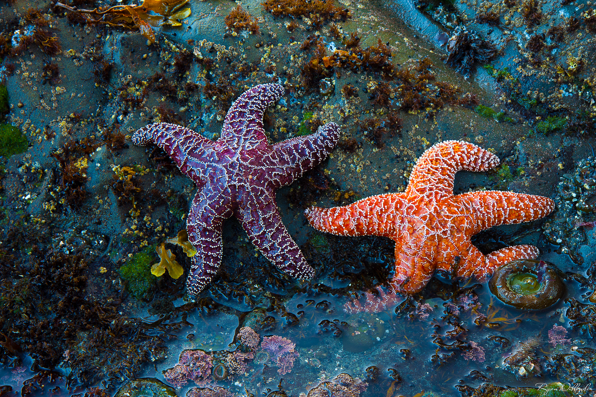 Sea Stars.jpg