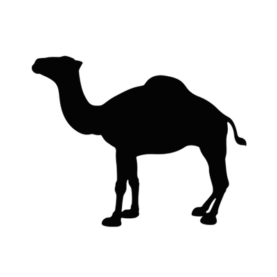 Camel